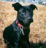 Josephine