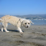 Maggie