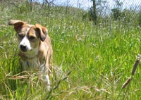 A happy dog.