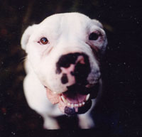 Maceo healthy & happy!