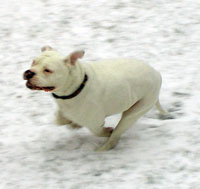 Maceo in the snow