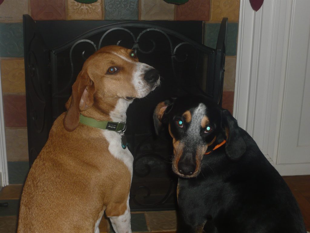 hounds for success story