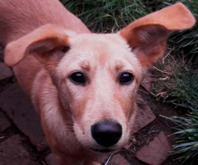 Nala is a beautiful; tall, rangy female puppy, a red Formosan Mt Dog mix, about 5-6 months old, about 28 pounds. She will probably be between 35-50 pounds