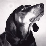 Leadbelly, the original Rocket Dog