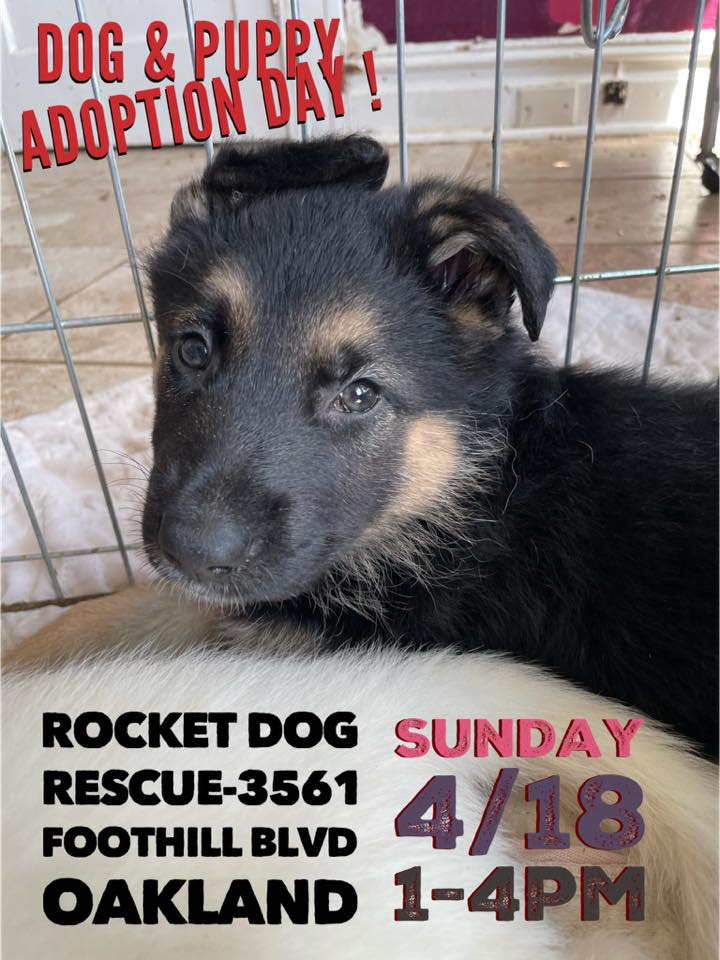 Adoption Event - Rocket Dog Rescue