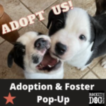 Adoption•Foster Event (Mill Valley)