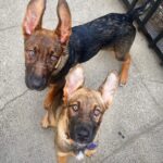 Ozzie and FiFi (separate adoptions)