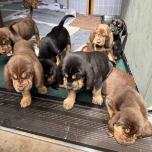 The Bloodhound Gang Litter