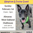 Pop-Up Adoption•Foster Event @Almanac W. Oakland Clubhouse (Oakland)