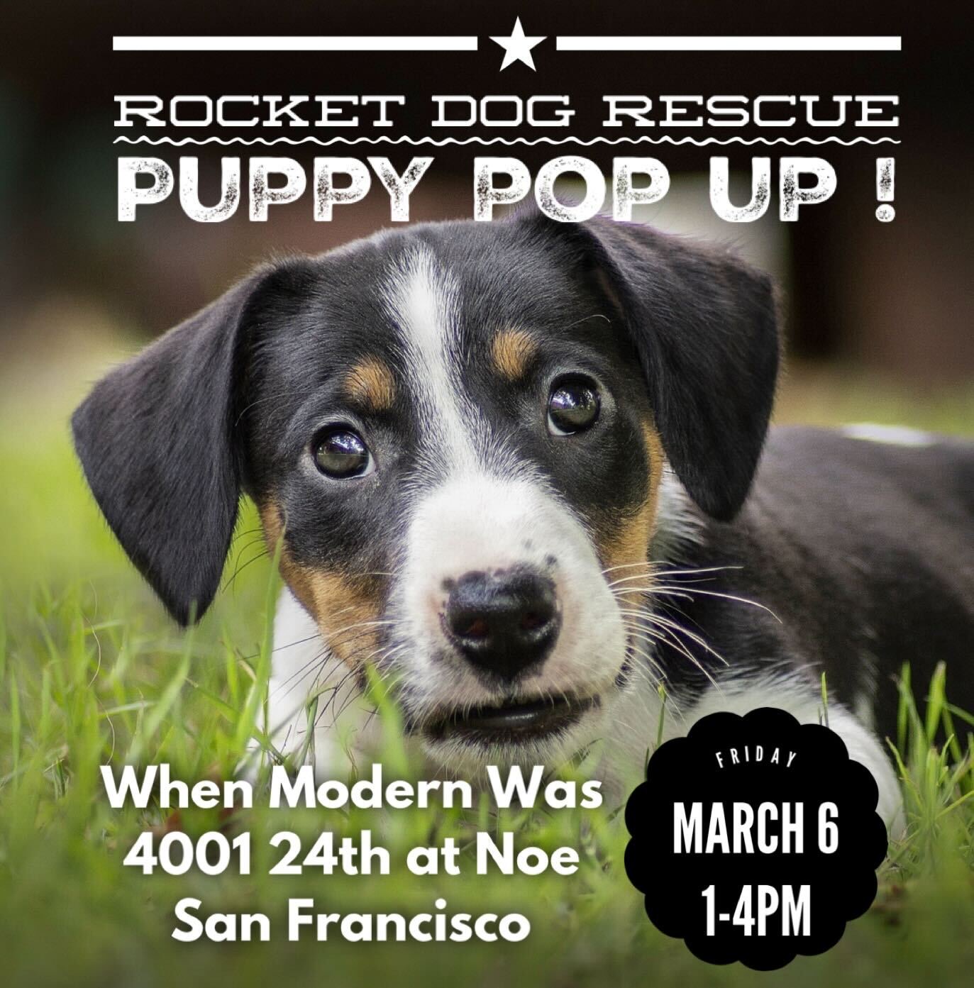Rocket Rescue Pop-Up Adoption•Foster Event @When Modern Was (San Francisco) - Rocket ...
