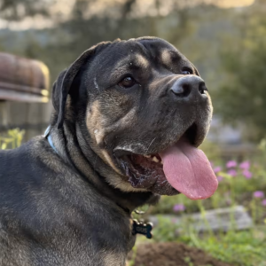 Gus