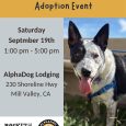 Adoption Event @Alpha Dog (Mill Valley)